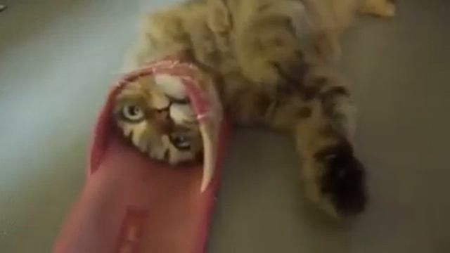 Борьба кота с тапком завершилась победой тапка. Cat Fighting Ended In Victory Sneaker Sneakers