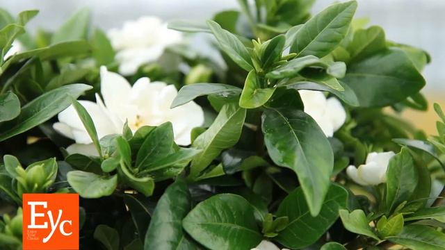 CrownJewel Gardenia 1