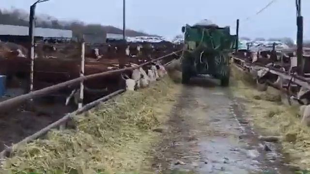 откорм бычков