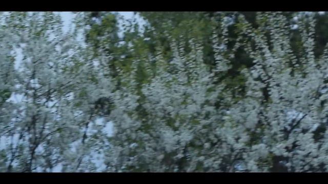 последний звонок, егэ и дача