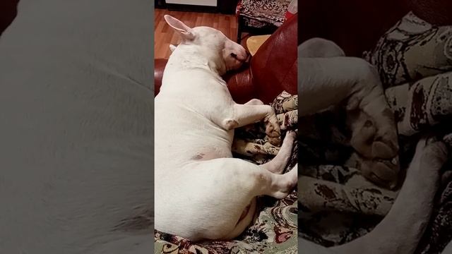 И снится нам не рокот космодрооомааа