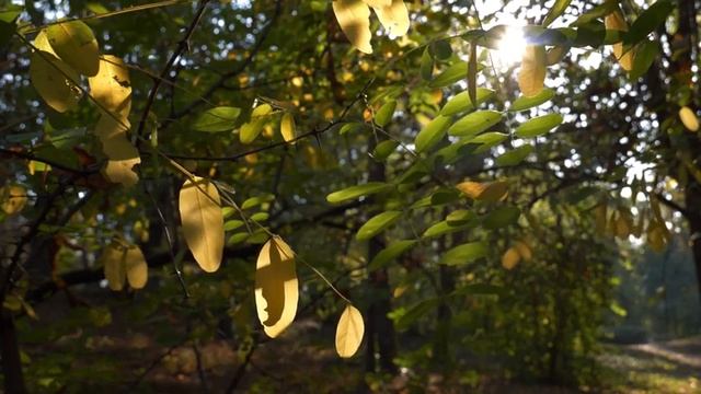 Chillout Music For Relaxation, Meditation, Work, Sleep, Walks, Rest.