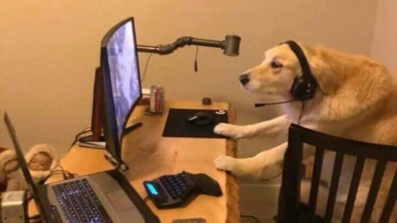 СИБИЛЫ НА МЕСТЕ?