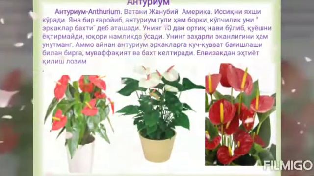 Манзарали ўсимликлар