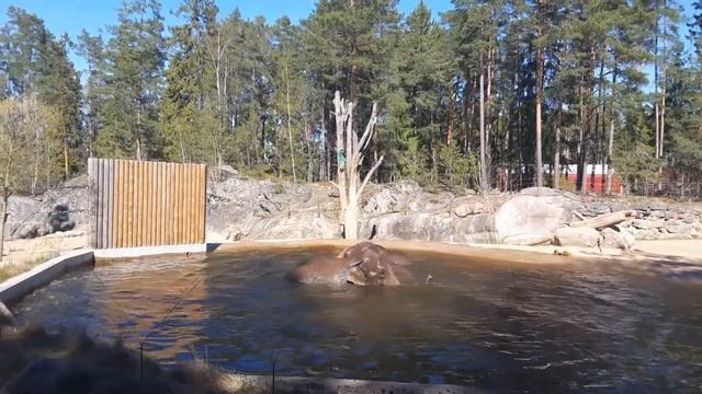 Sweden Kolmården Elephant 2017/ Швеция Колмоден Слоны купаются)