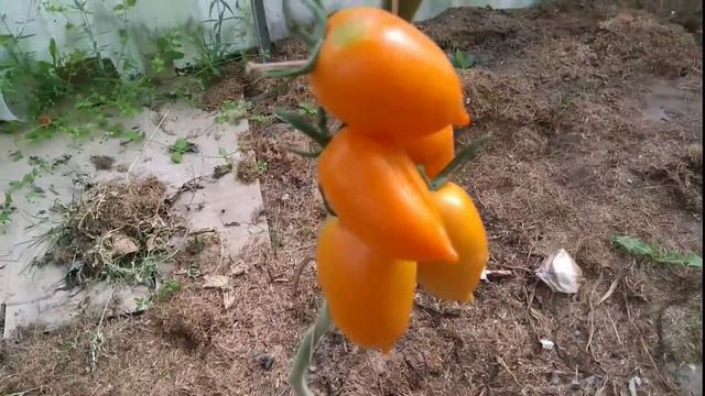 Обзор томатов и как быстро их продать.