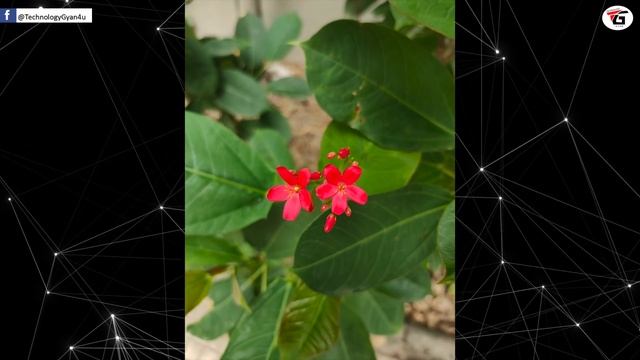 OPPO Reno2 First Impressions - Amazing Quad Camera With 20x Zoom |