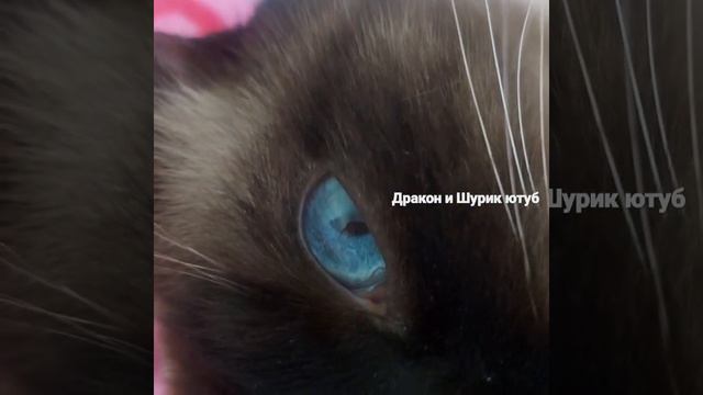 Тайский кот и кошка