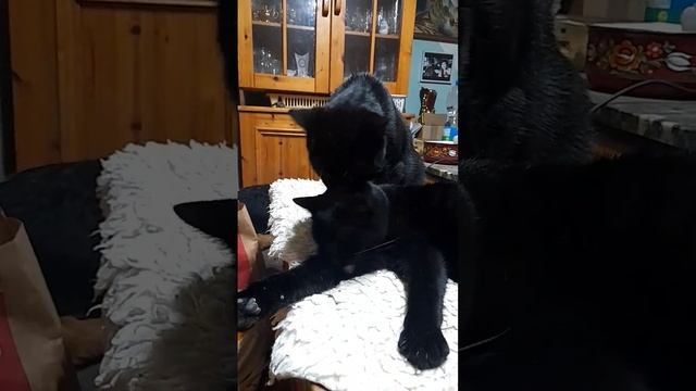 Вечерние котики.