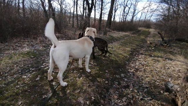 На природе в феврале/Почему так долго не выходили видео? #лабрадор_лекс#labrador#лабрадор