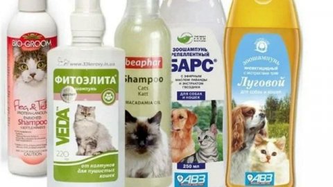 Три копеечных средства для борьбы с вредителями в теплицах
