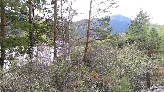 Цветение маральника на Алтае в 4К ? Blooming Maralnik In Altai In 4K