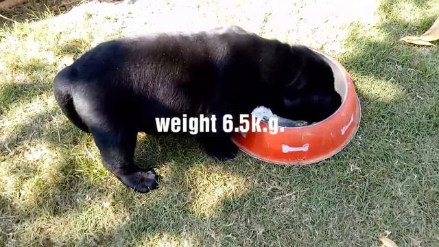 Labrador Retriever Puppy- Real Meaning Of Heavy Bone!!