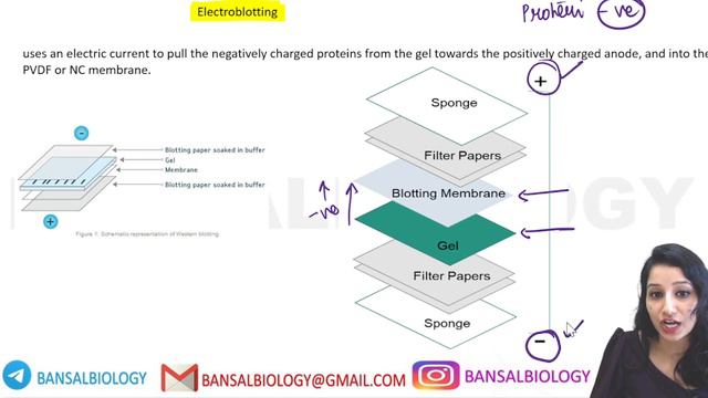 WESTERN BLOTTING I Protein Detection I Tools & Technique I Methods In Biology
