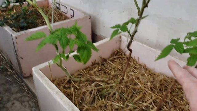 Обзор ежевики, малины и клубники у меня на участке.