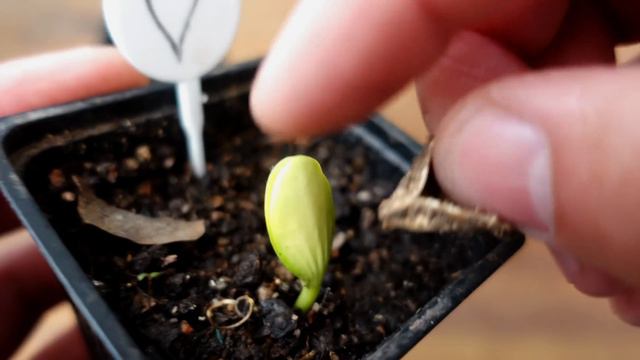 ✽ Cómo Sembrar Zapallo, Melón, Sandía.... 🥒➤ Orientar Las Semilla ?