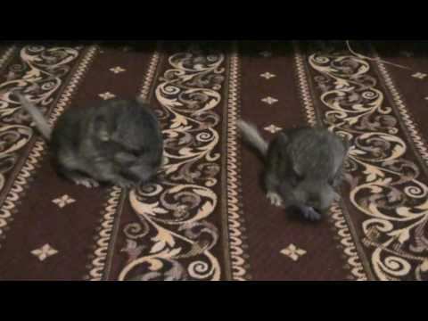 Шиншиллы 1 день