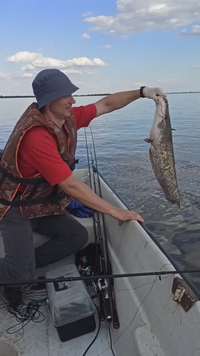 Отпускаем рыбу 1. Первый сом на Нижней Волге 2021