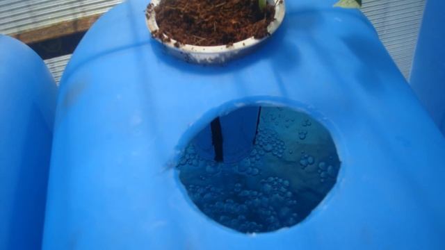 Огурцы  и томаты на гидропонике 1 часть