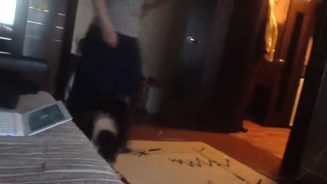 Малый шпиц Нельсон)