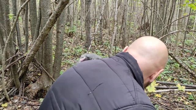 Соня-полчок