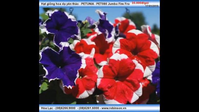 Hoa Dạ Yên Thảo -  PET080
