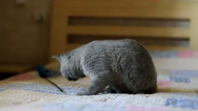 SAKURA FAIRY SPRING Британская короткошерстная кошечка голубого окраса