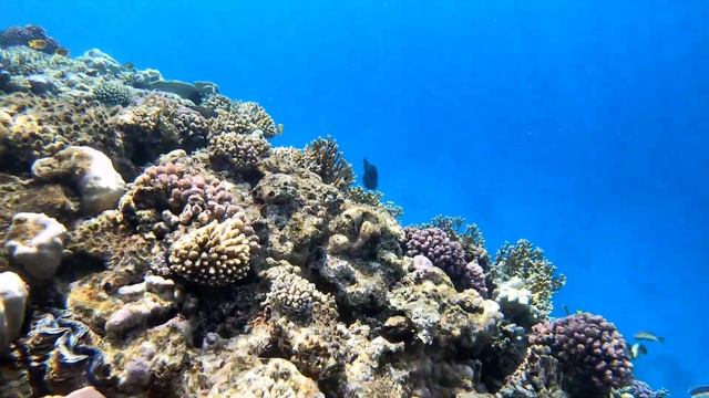 Шарм-эль-Шейх, бухта Шарм эль Майя, подводный мир.