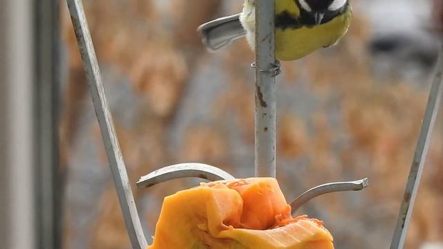 Синичкин день