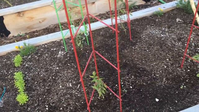July 2019 Organic Raised Bed Garden Tour, Harvest, And Snack Time