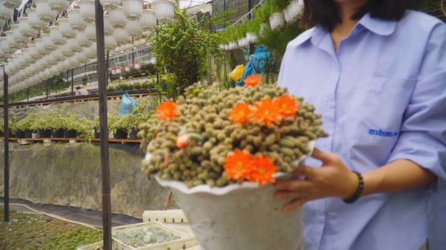 5000m2 Rooftop Succulent Nursery - Biggest Succulent Nursery In Vietnam // Joy Garden Succulent