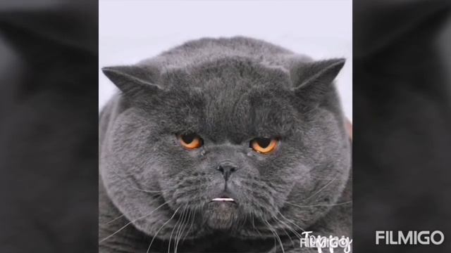 Сказания на сон грядущий. Сказка про курочку рябу