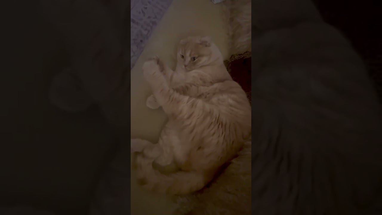 Relaxing Time Of Levi Niko #funnycat #catrelax #scottishfold