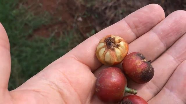 Это редчайшие кадры. Уверен, такого кофе вы еще не видели.