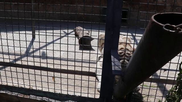 Шахеризада (Шахрузат) духариться не хочет! парк львов Тайган. Белогорск. Крым.