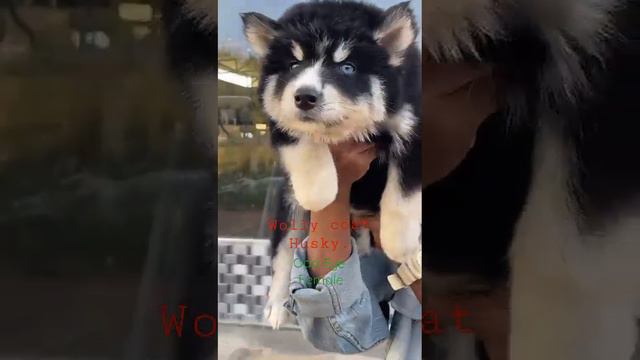 Heavy Size Odd Eyes Wolly Coat Siberian Husky Female Puppy Available In Best Price.9972595947.