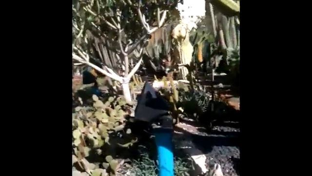 кактусовый сад Израиль