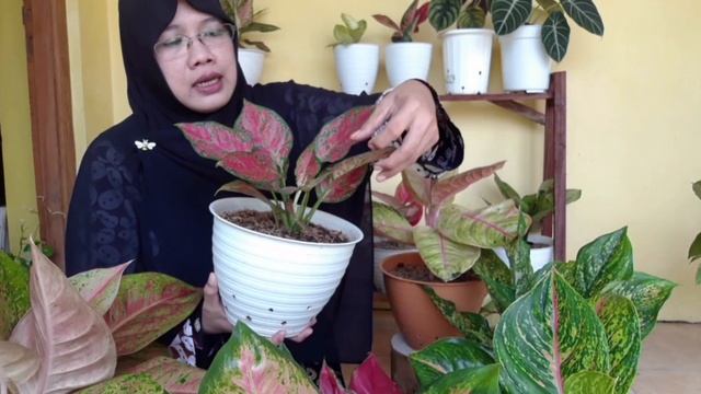 BEBERAPA JENIS AGLONEMA KU DAN KISARAN HARGA DI PASARAN