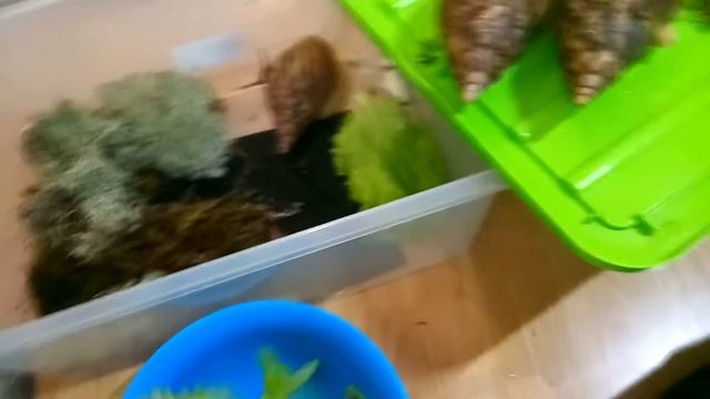 ЧТО С УЛИТКАМИ ? КУДА Я ПРОПАЛ ?