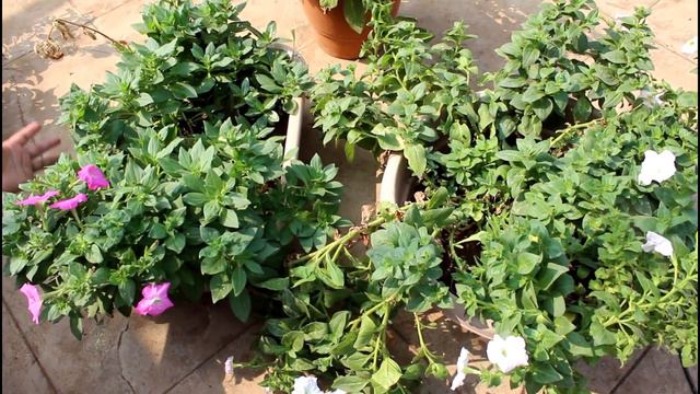 [English CC] Four Mistakes To Avoid In Petunia Planting