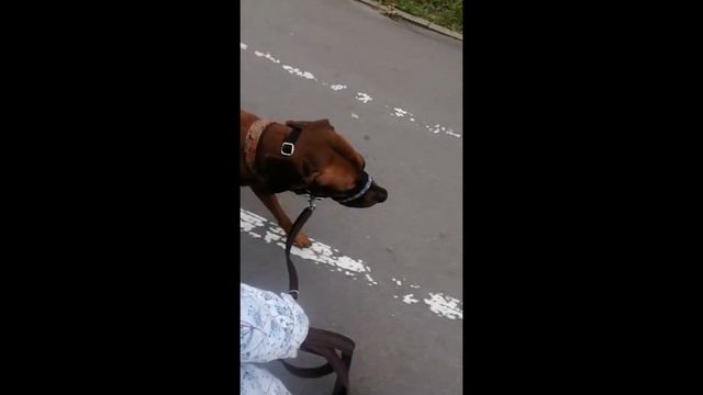 Родезийский риджбек Боня. Городская прогулка. Отличная социализация. Собаки,утки,бегуны,велосипеды.