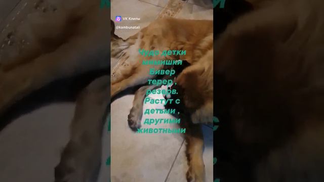 Бивер терьер документы РКФ резерв открыт