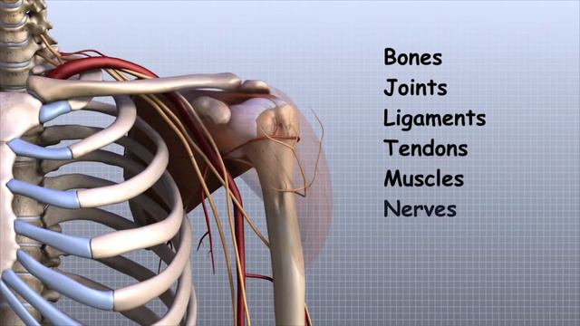 Почему Осанка Очень Важна? Простой Совет На 10 Здоровых Лет!