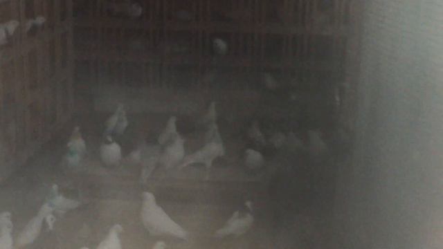 #Pigeons.Жёлтая пресса  голубеводство.