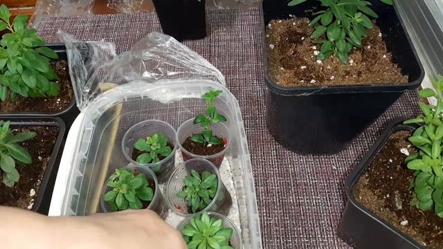 Выращиваем калибрахоа,первый опыт! 16 февраля 2024 г.