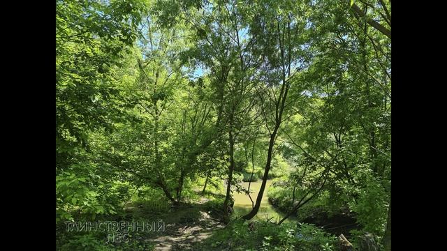 Музыка таинственного леса. Медитативная музыка.