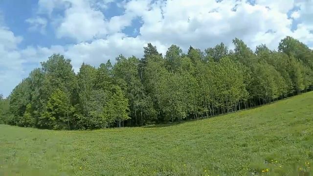 Снегири, поле.