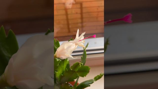 Декабрист цветёт красиво