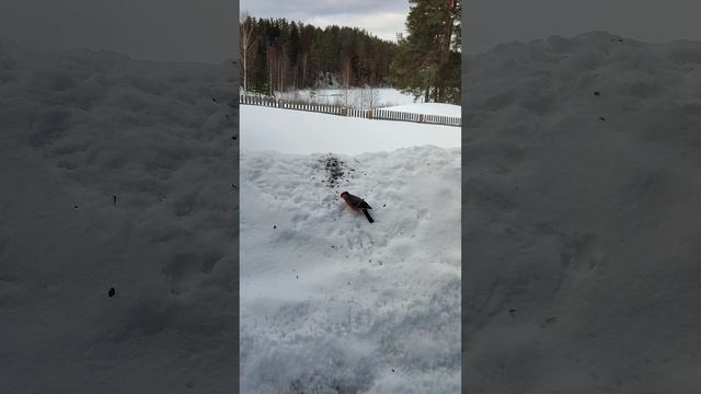 27.03.23 Снегири и синички едят семечки