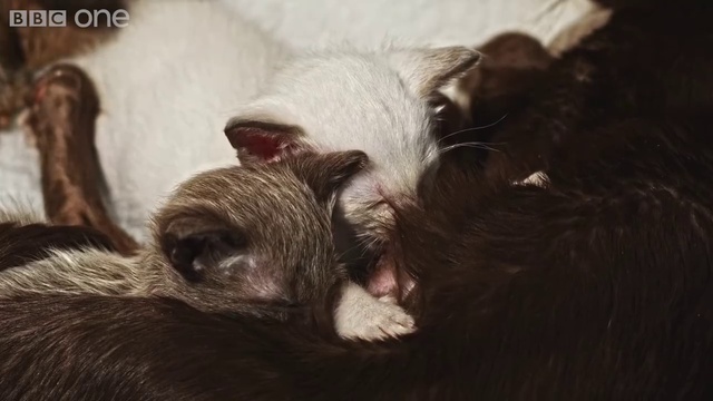 Этот щенок было отклонено его мать при рождении. Что произошло дальше, Чрезвычайный